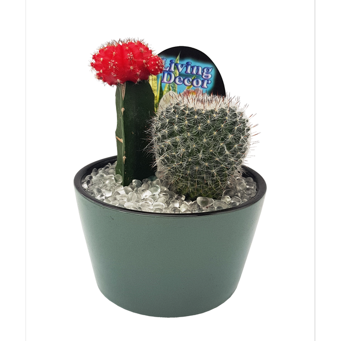 Size E Cactus in Planter