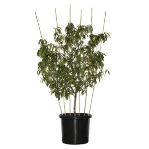 500mm Fruit Tree - Fan Espalier