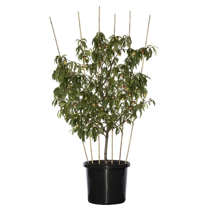 500mm Fruit Tree - Fan Espalier