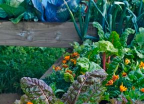 Rhubarb in a vegetable garden