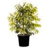 330mm Weeping Lilly Pilly - Waterhousea floribunda