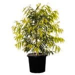 330mm Weeping Lilly Pilly - Waterhousea floribunda