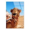 Close-Up Of a Dromedary  Print 100% Australian Made 40 x 50cm  (Acrylic)