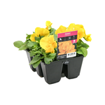 6 Cell Fusion Flower Pansy Clear Yellow - Viola wittrockiana