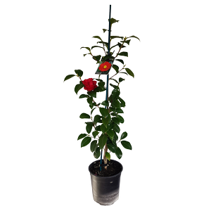 2L Camellia Wildfire - Camellia japonica