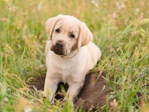Dirty Labrador retriever puppy relaxing after digging in the garden