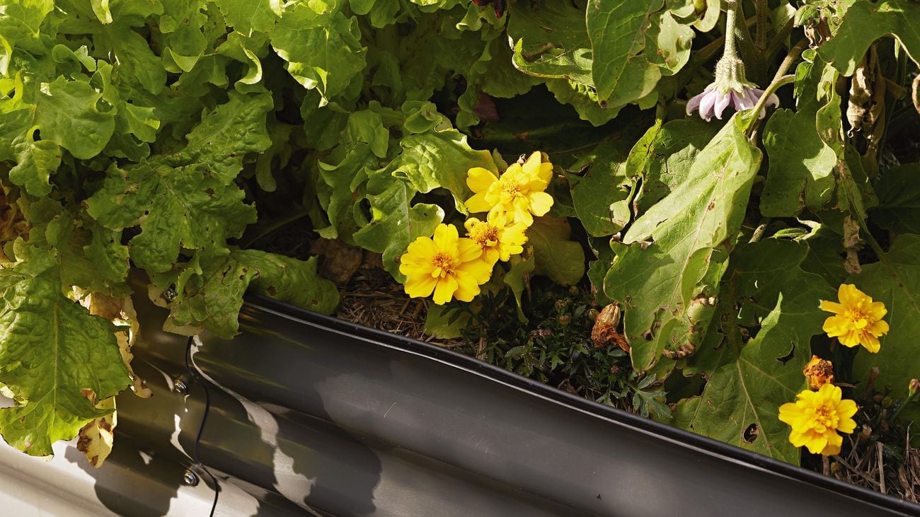 Raised planter bed with yellow flowers.