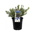 180mm Dwarf Pink Diosma - Coleonema Pulchrum Compactum