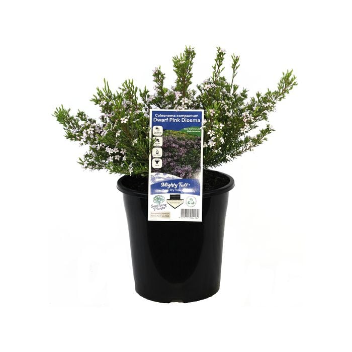 180mm Dwarf Pink Diosma - Coleonema Pulchrum Compactum