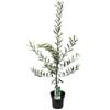 200mm Olive Del Morocco - Olea europaea