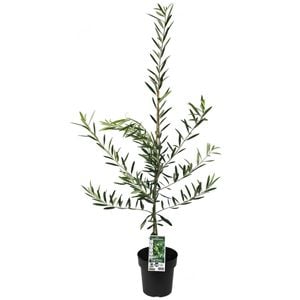 200mm Olive Del Morocco - Olea europaea