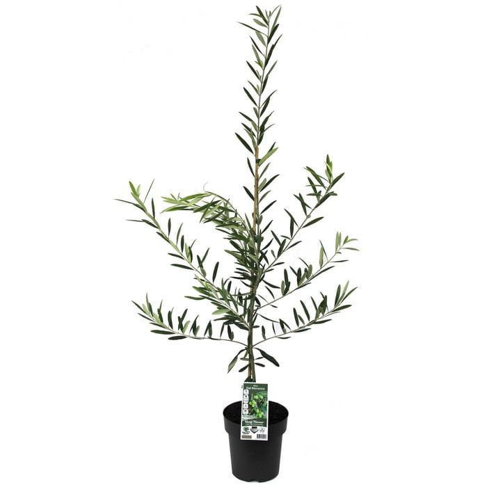 200mm Olive Del Morocco - Olea europaea
