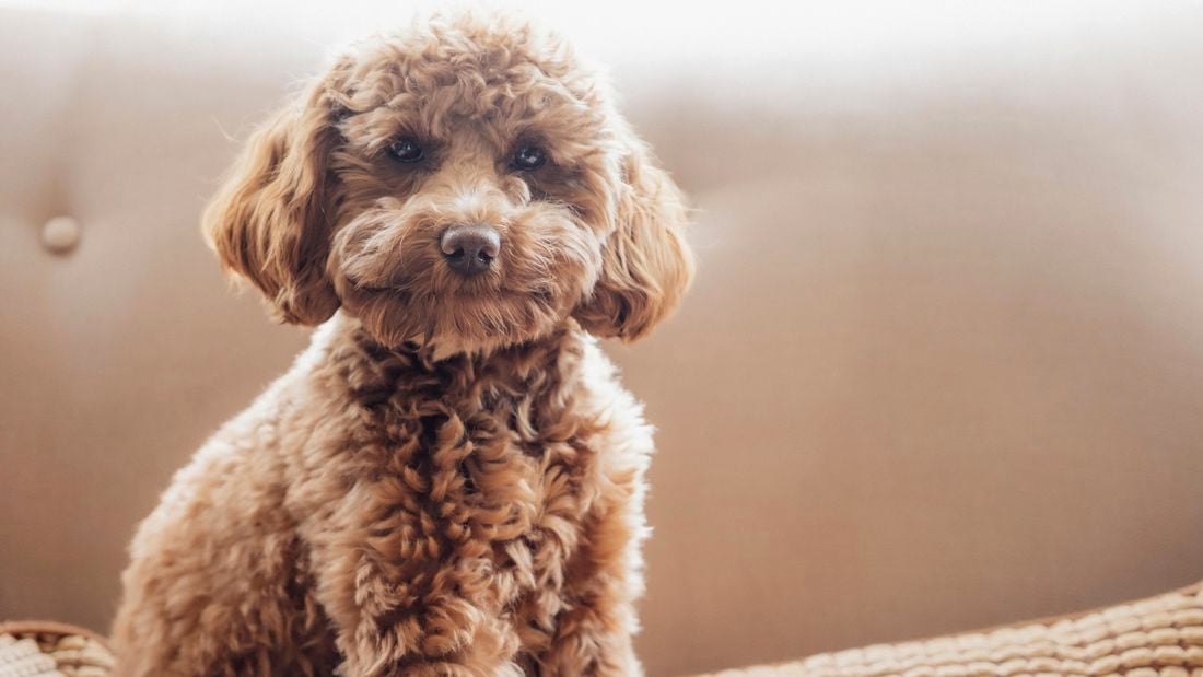 Close up of a Cavoodle puppy.