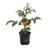 130mm Tomato Ponchi XXS Red - Solanum Lycopersicum