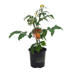 130mm Tomato Ponchi XXS Red - Solanum Lycopersicum