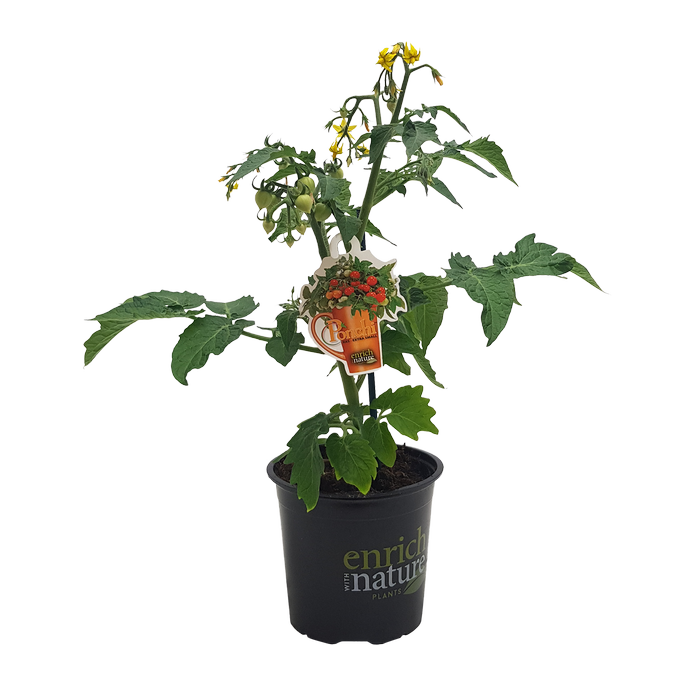 130mm Tomato Ponchi XXS Red - Solanum Lycopersicum