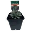 9cm Plant Succulents Assorted