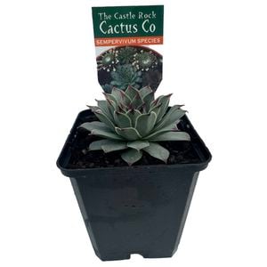 9cm Plant Succulents Assorted