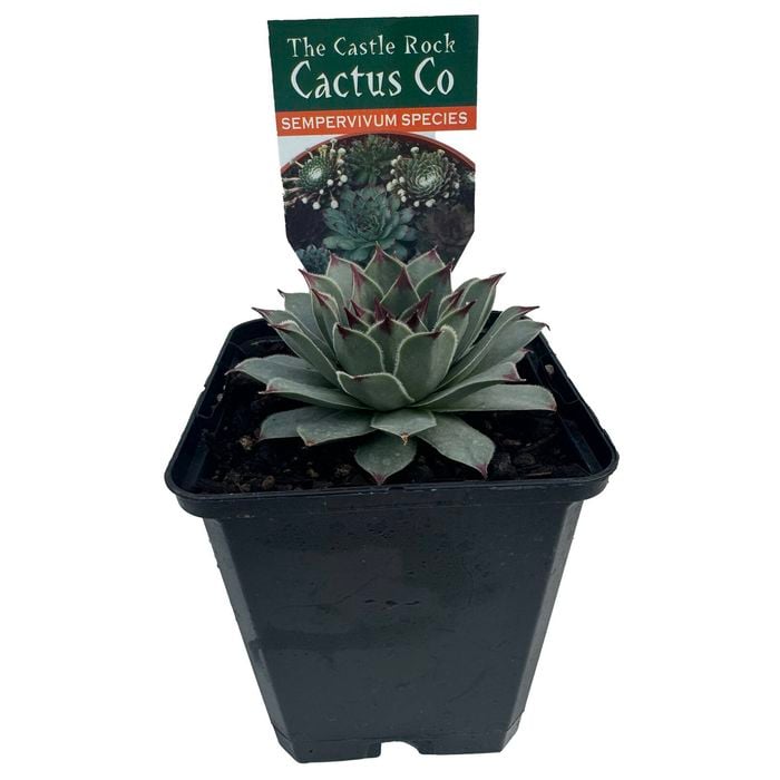 9cm Plant Succulents Assorted