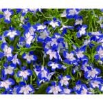 180mm Lobelia Superstar Hanging Basket