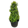 400mm Common Box - Buxus Sempervirens