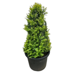 400mm Common Box - Buxus Sempervirens
