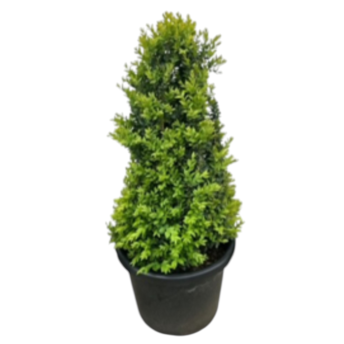 400mm Common Box - Buxus Sempervirens