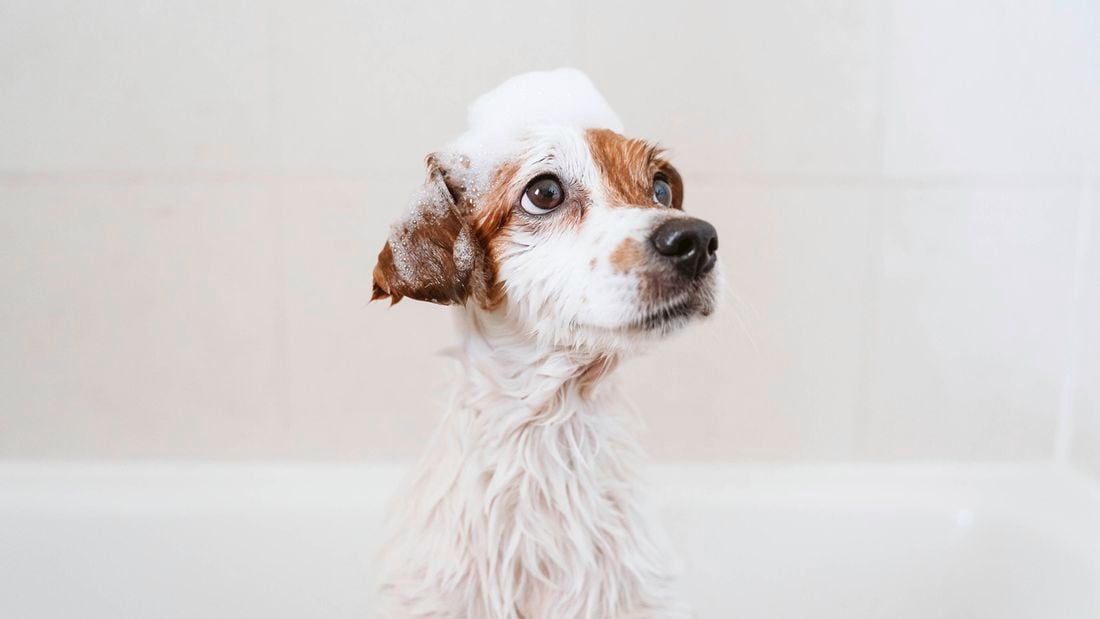 A small, white and brown dog with shampoo suds on its head and fur, looking up.