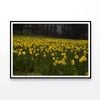 Yellow Flowers in a Meadow  Print 100% Australian Made 120x90cm  (Poster)