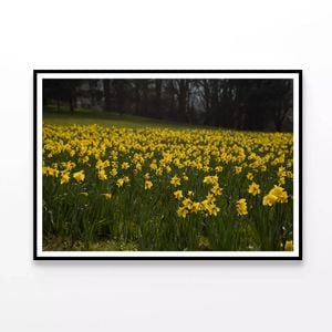Yellow Flowers in a Meadow  Print 100% Australian Made 120x90cm  (Poster)