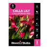 Bloomin Bulbs Calla Lily Callafornia Red- 1 Pack