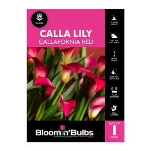 Bloomin Bulbs Calla Lily Callafornia Red- 1 Pack