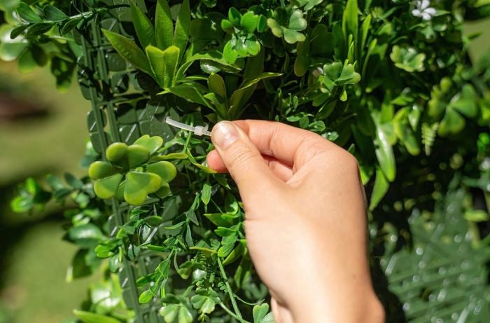 Adding greenery to garden arch 