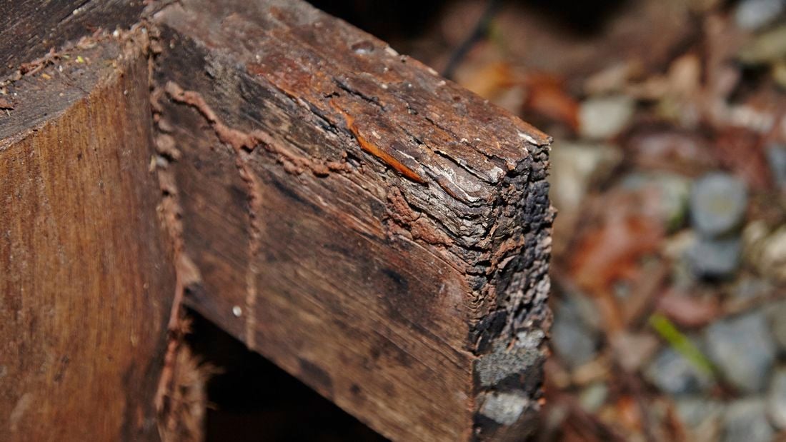 Closeup of dry rot damage to a length of timber