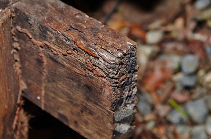 Closeup of dry rot damage to a length of timber