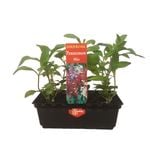 Punnet Penstemon Mix-Gold Flower Range