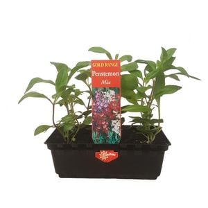 Punnet Penstemon Mix-Gold Flower Range