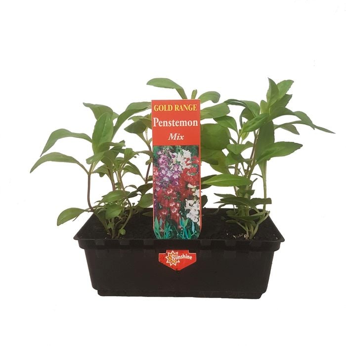 Punnet Penstemon Mix-Gold Flower Range