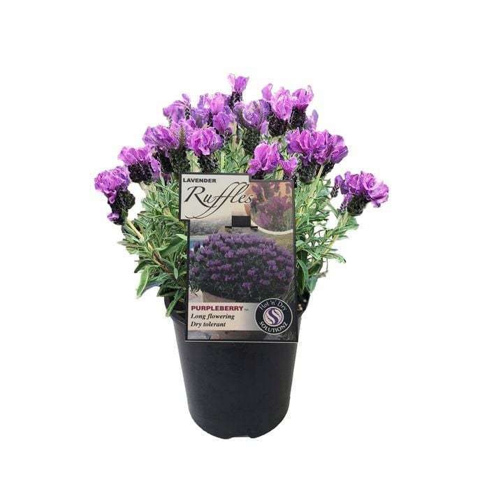 1.9L Lavender Ruffles Purpleberry - Lavandula stoechus Pedunculata