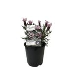 1.9L Lavender Ruffles Sweetberry - Lavandula stoechus Pedunculata