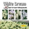 Fiesta Flower Bulbs White Dream Colour Combo - 30 Bulbs