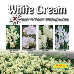 Fiesta Flower Bulbs White Dream Colour Combo - 30 Bulbs