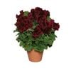 150mm Assorted Pelargonium Regal - Pelargonium grandiflorum