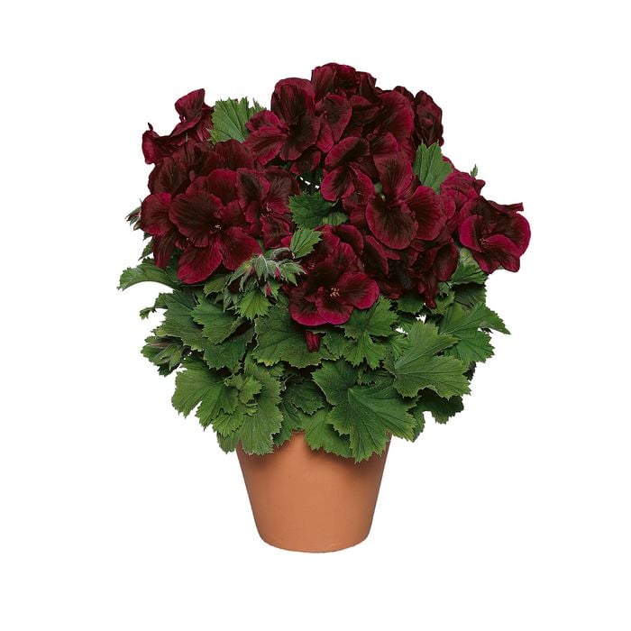 150mm Assorted Pelargonium Regal - Pelargonium grandiflorum