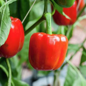 Wide angle of red capsicums growing on a vine