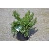 140mm Prostrata Rosemary - Rosmarinus officinalis prostrata