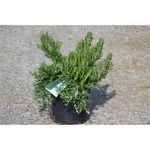 140mm Prostrata Rosemary - Rosmarinus officinalis prostrata