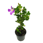 140mm Native Hibiscus - Alyogyne huegelii Blue Heeler