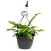 200mm Assorted Ferns In Hanging Basket
