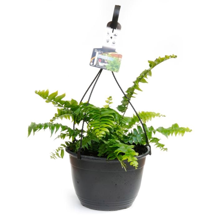 200mm Assorted Ferns In Hanging Basket
